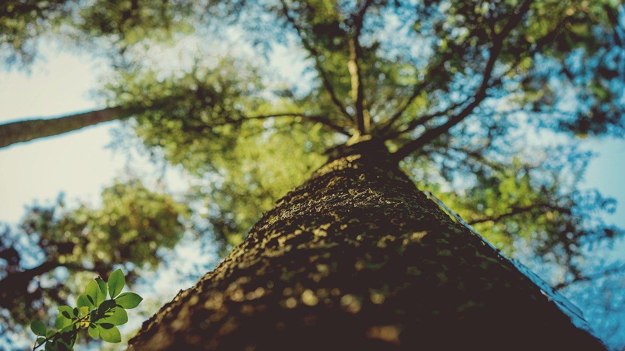 tree removal service victoria b.c.