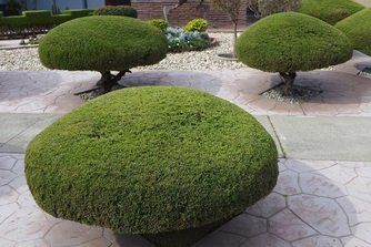 A bunch of trees that are shaped like mushrooms
