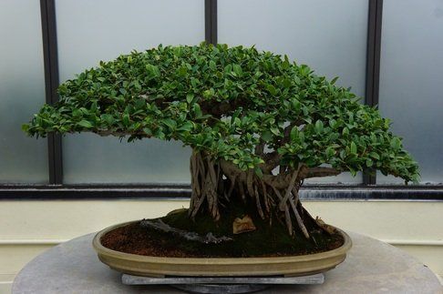local tree care service victoria bc