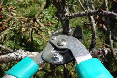 tree trimming service victoria bc