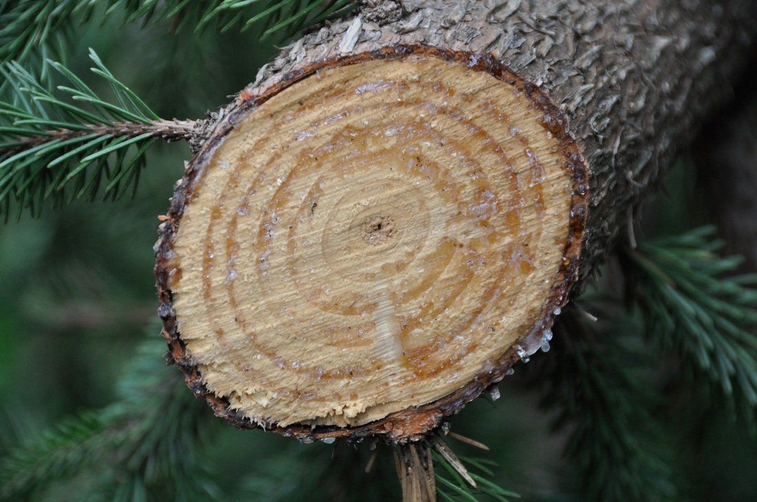 Arborist Victoria BC