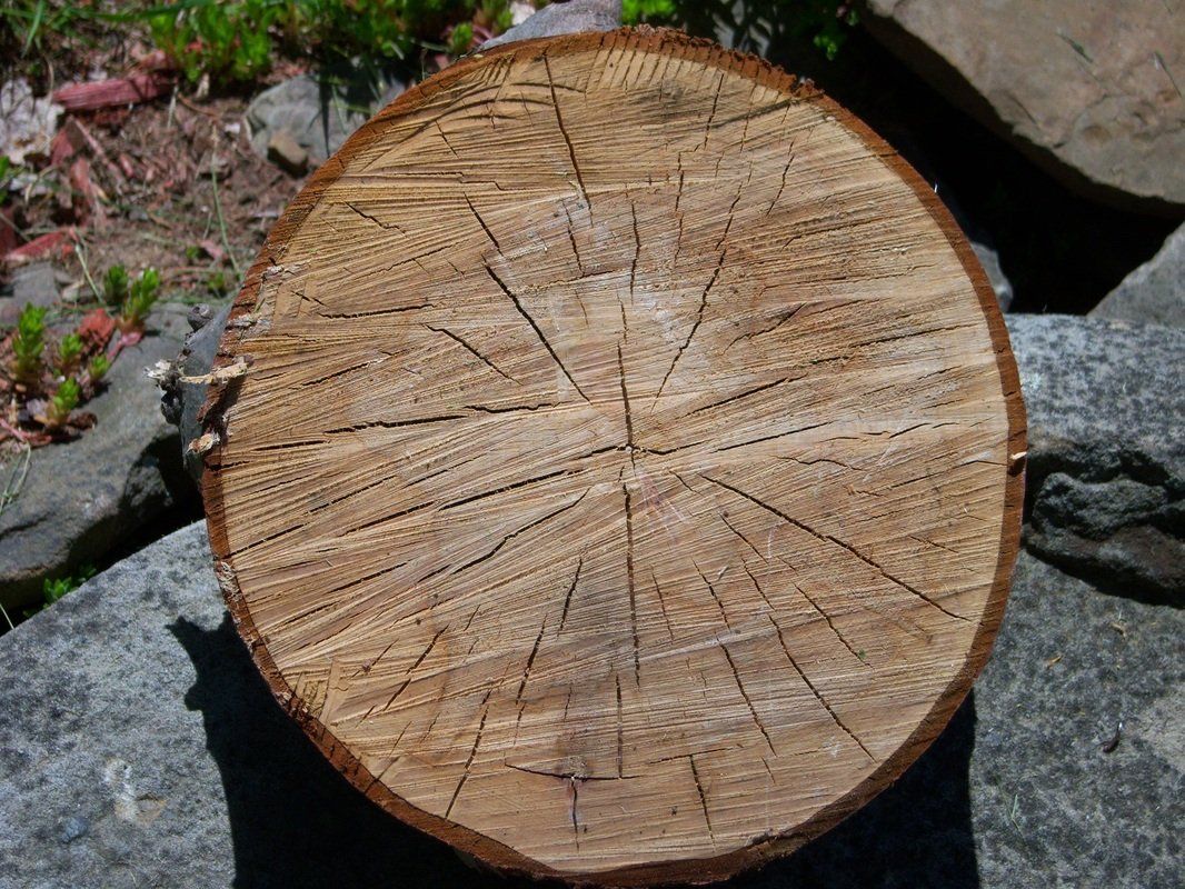 stump removal victoria bc