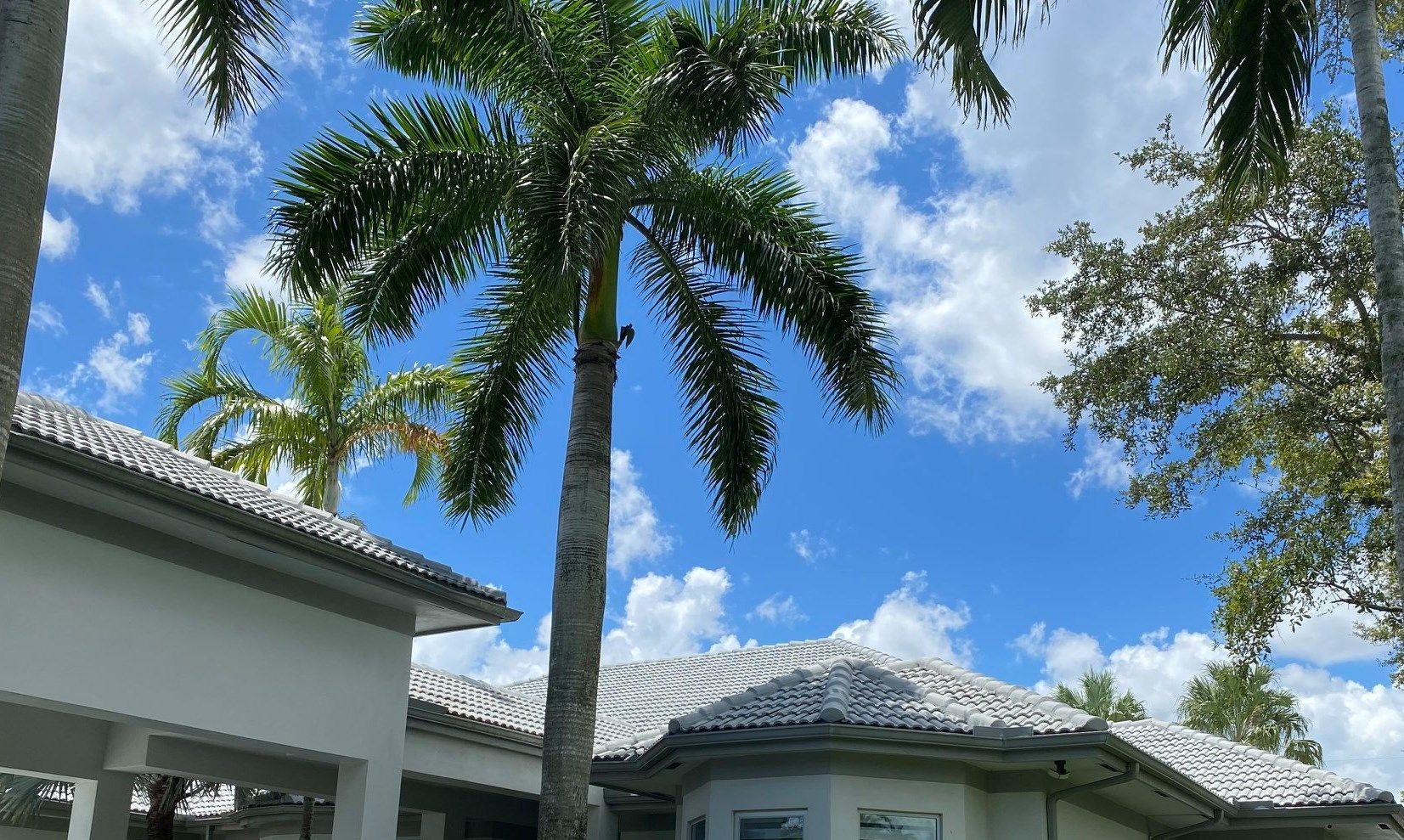 Palm tree beside a white house with a tiled roof under a bright blue sky with clouds