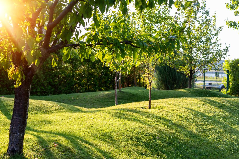Sunlit park lawn with trees casting long shadows and a pond in the background