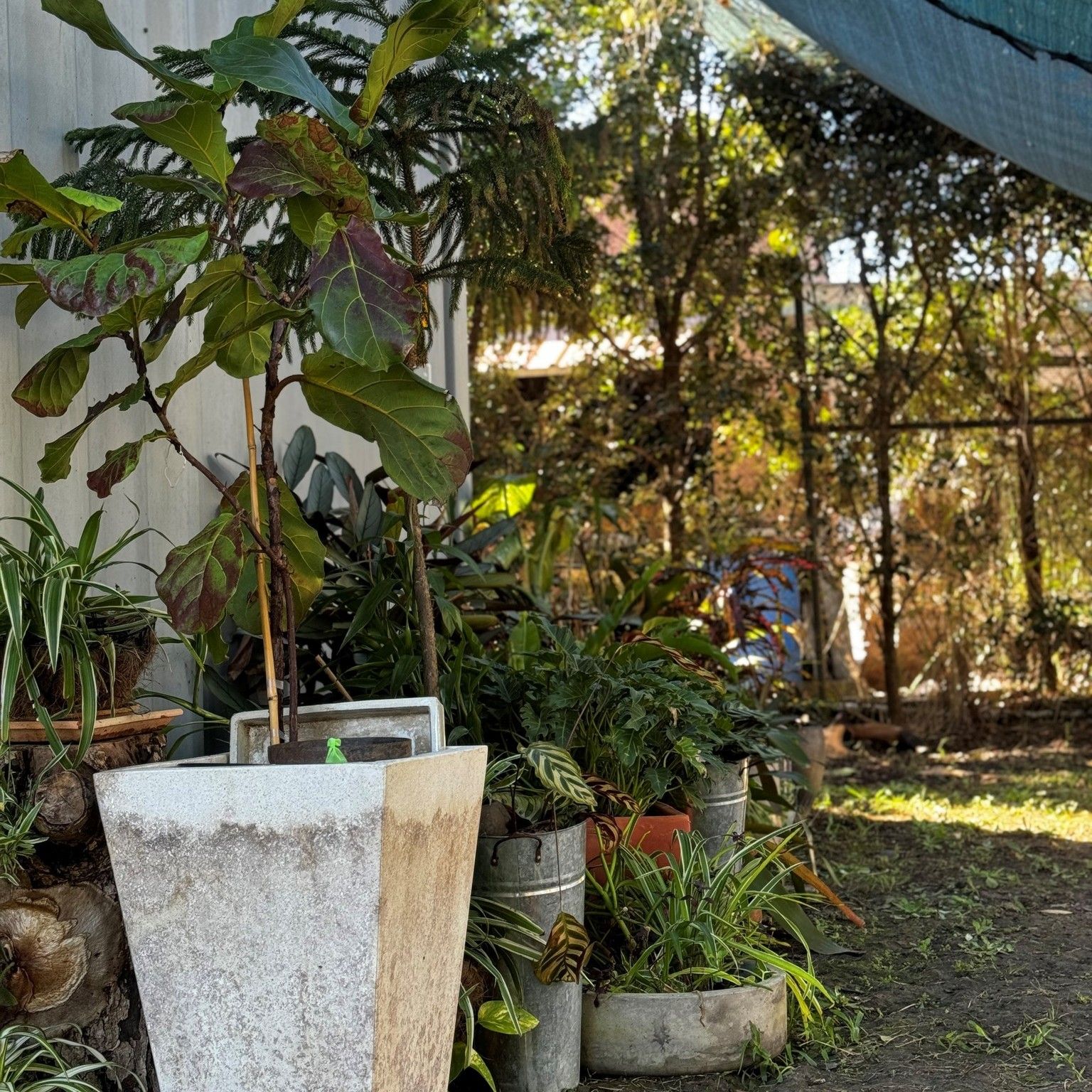 A lush garden with various potted plants, including one in a white square planter, under a sunny sky. — John's Furniture Removals in Yandina, QLD