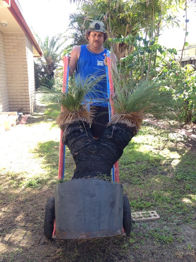Removalist Moving Large Plant — John's Furniture Removals in Yandina, QLD