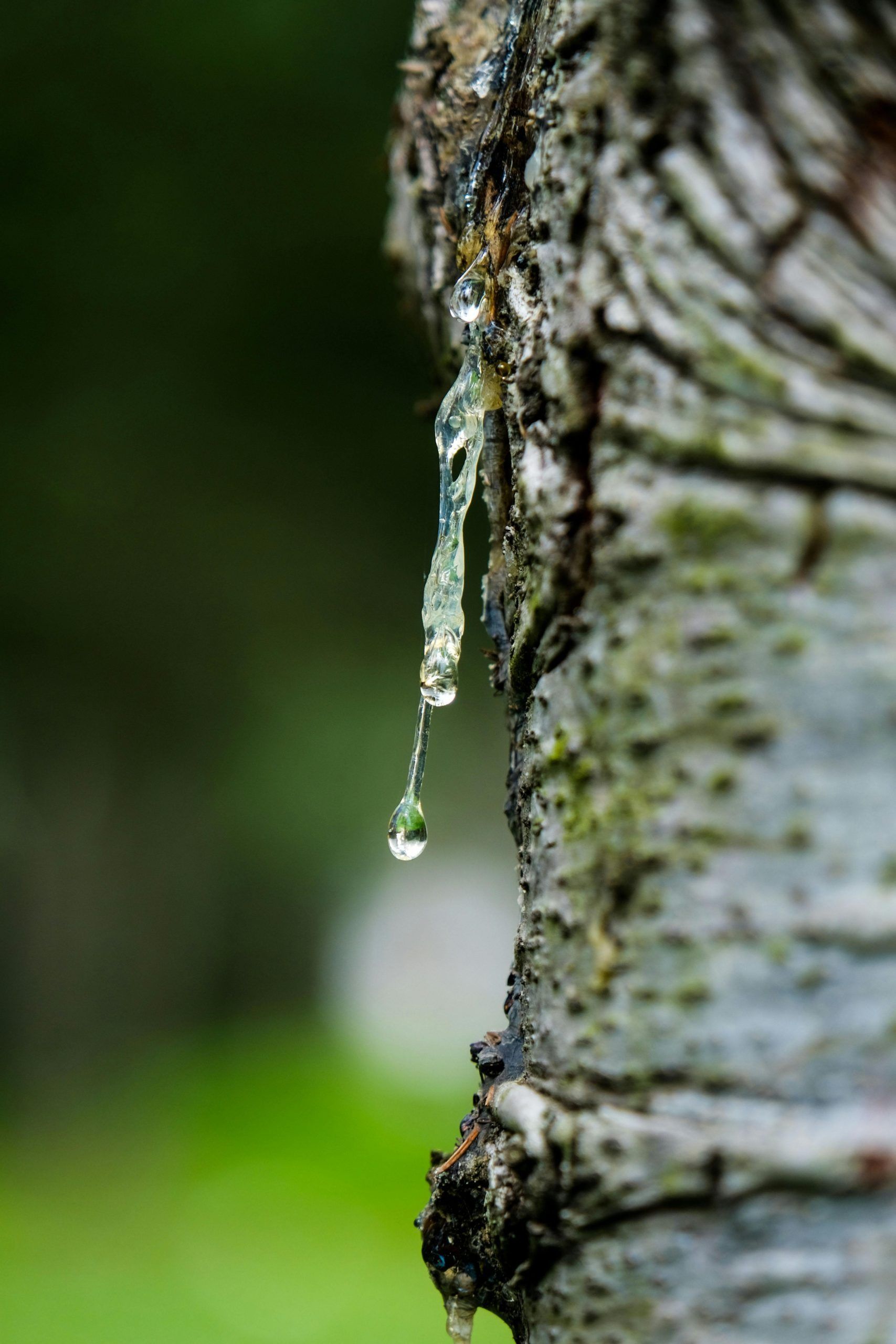 Tree trunk with clear sap dripping downwards against a blurred green background.