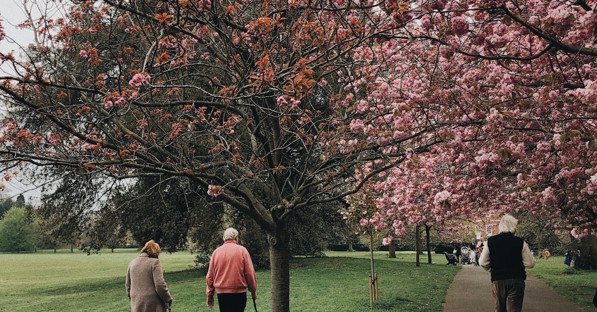 Two people are walking in a park under a cherry blossom tree.