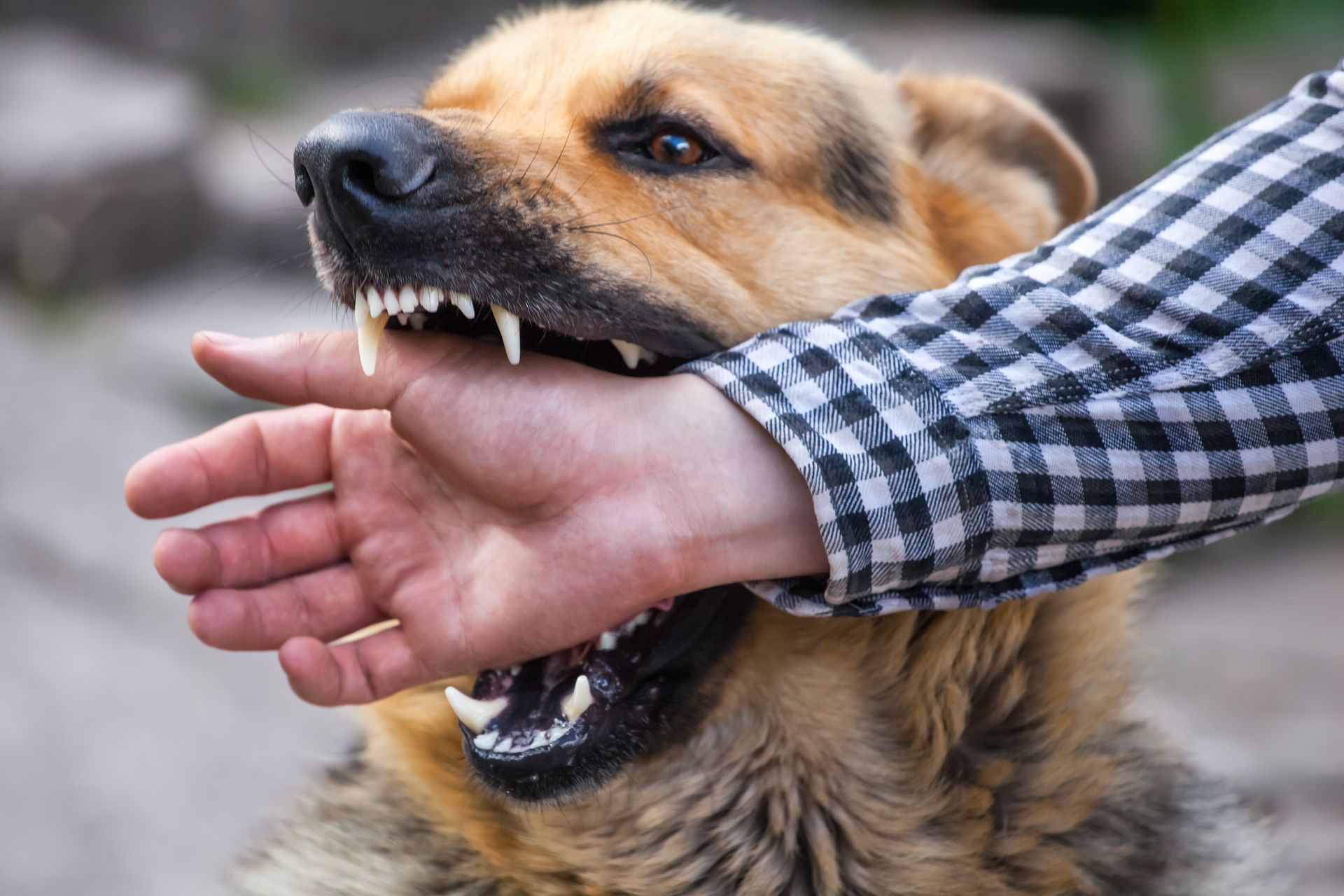 A dog biting a person's hand while wearing a plaid shirt.