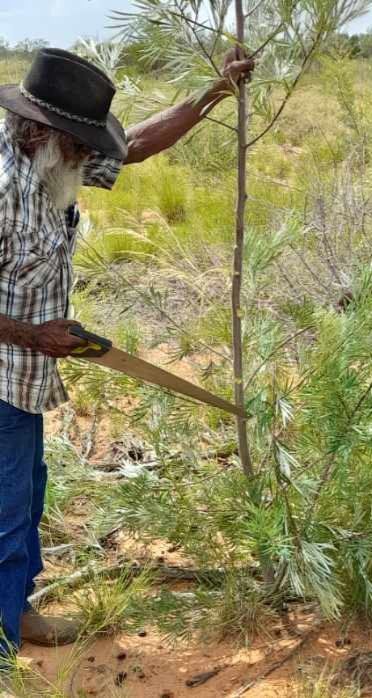 An older man in a hat cuts a plant with a machete outdoors. He's wearing blue jeans and a plaid shirt in a dry, grassy area.