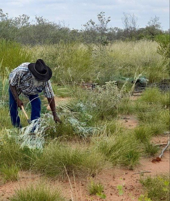 Man in hat and plaid shirt harvests plants in a grassy field. Brown soil, green foliage, and distant trees form the backdrop.