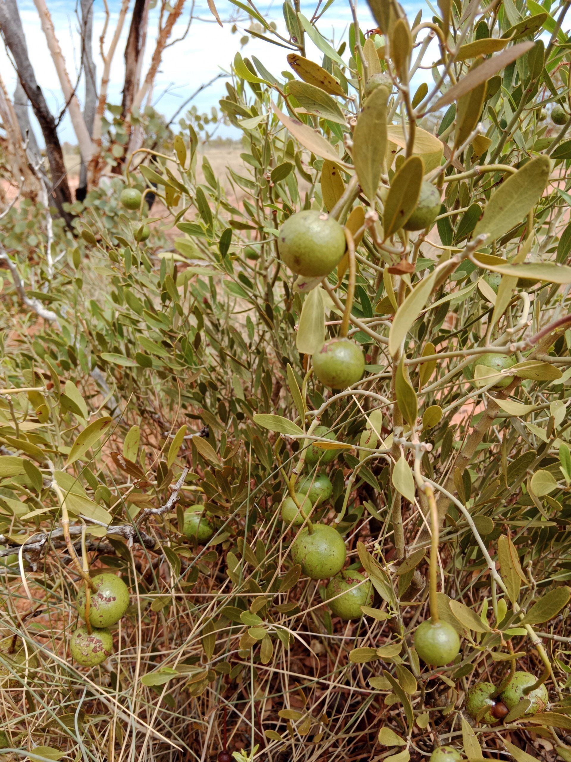 A shrub with green, round fruits and olive-green leaves, growing in a dry, grassy landscape.