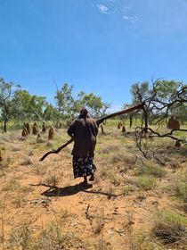 An Indigenous woman in a long dress carries a large branch across a dry field. She walks towards trees under a blue sky.