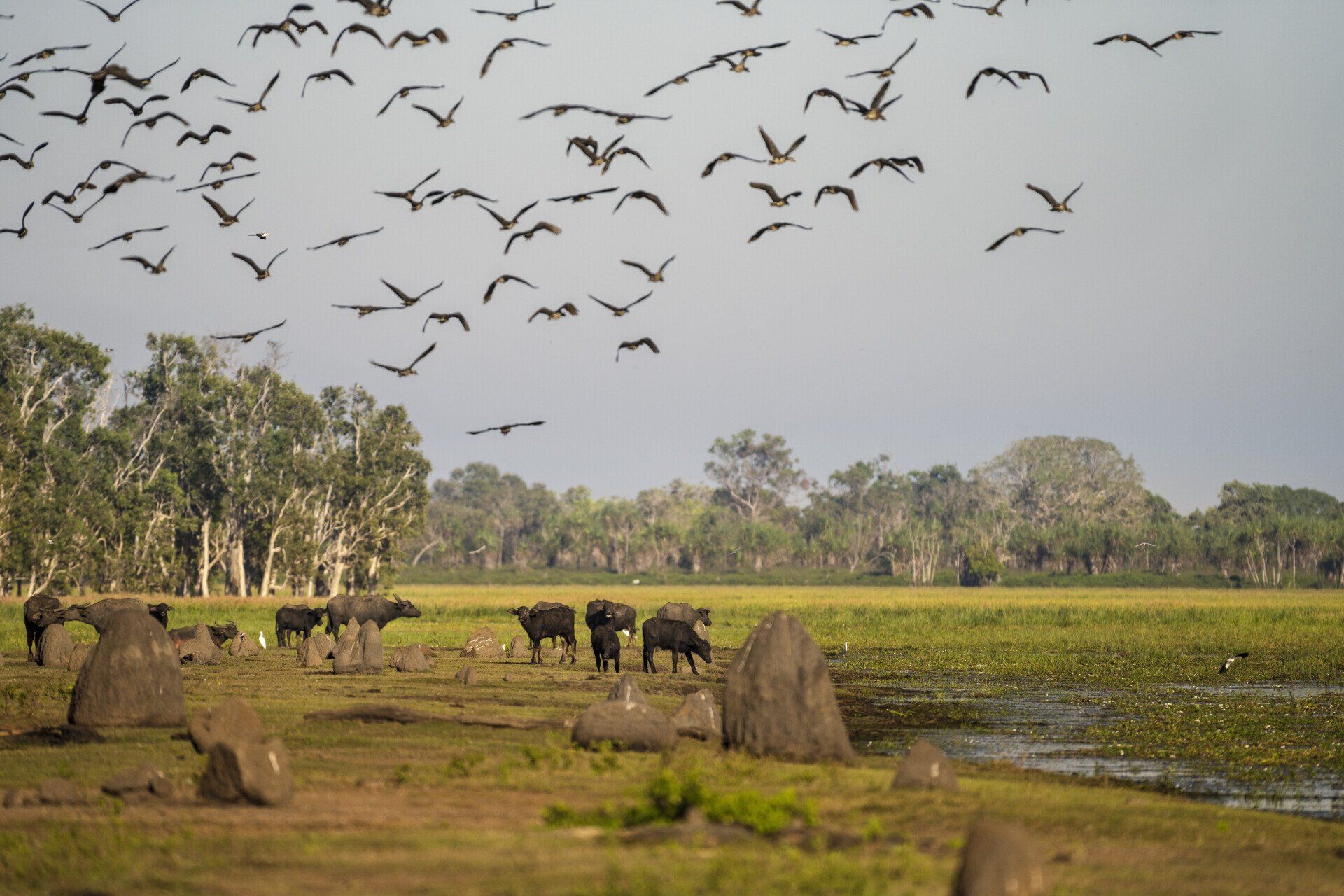 Bamurru Plains