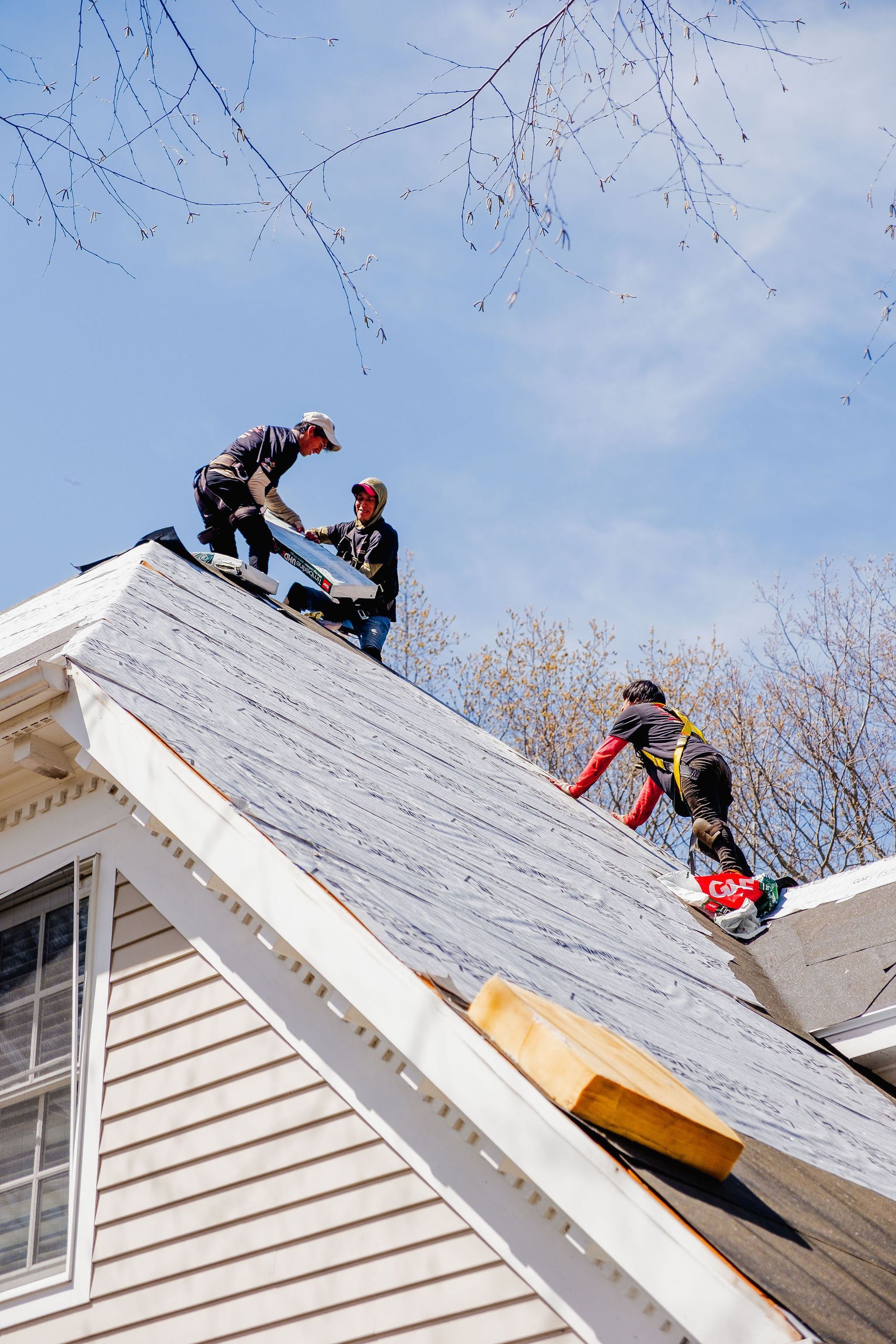 Roofers installing roofing material on a residential house. Bright blue sky with bare tree branches.