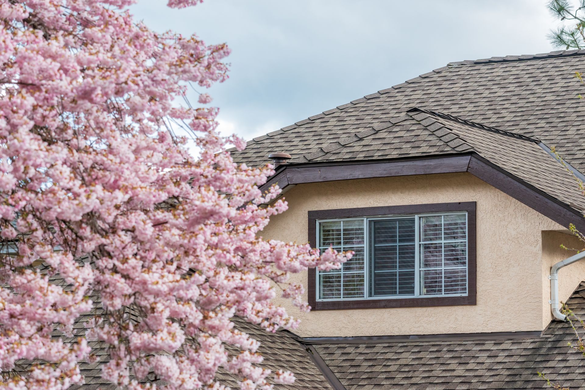 Pink flowering tree beside a suburban house with beige stucco and a shingled roof