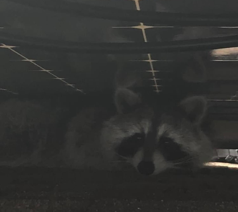A raccoon is hiding under a car in a dark room.