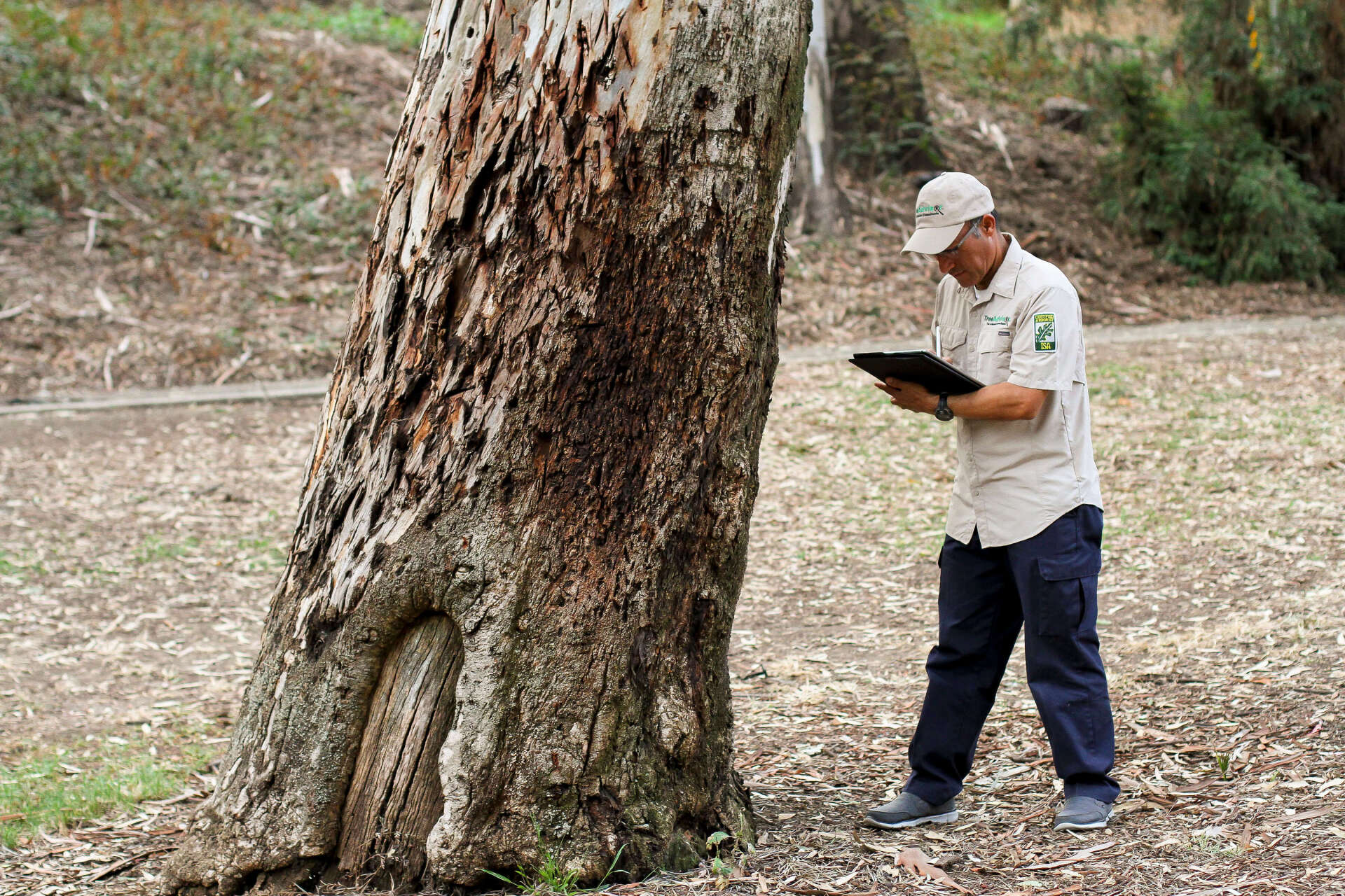 Person reading a tablet beside a large tree trunk in a wooded area.