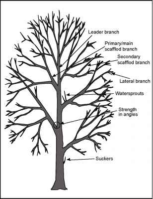 Fruit Tree Structure Pruning Fruit Trees To Improve Fruit Production