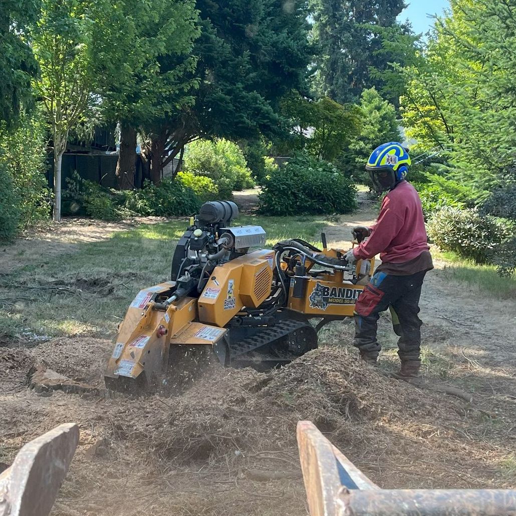 Worker operating a yellow stump grinder in a wooded yard, kicking up dirt and debris.
