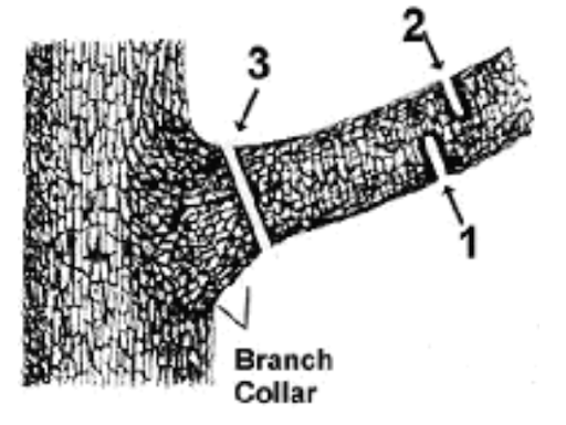 Tree pruning diagram showing the three-cut method for removing a large branch and protecting the branch collar