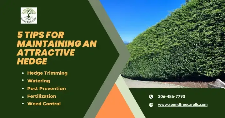 5 tips for maintaining an attractive hedge, Sound Tree Care