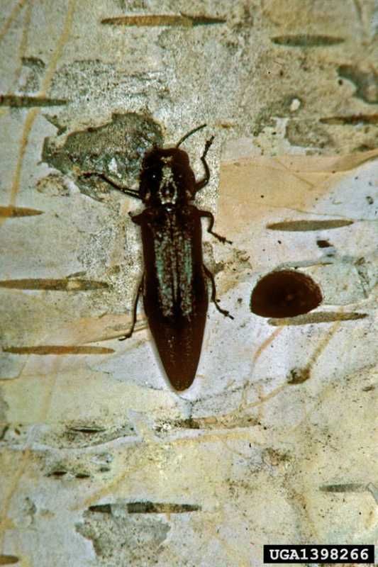 Bronze Birch Borer damage on birch tree