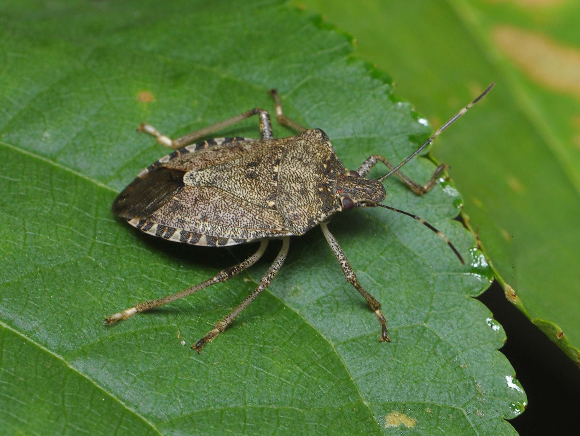 Brown Marmorated Stink Bug on leaf