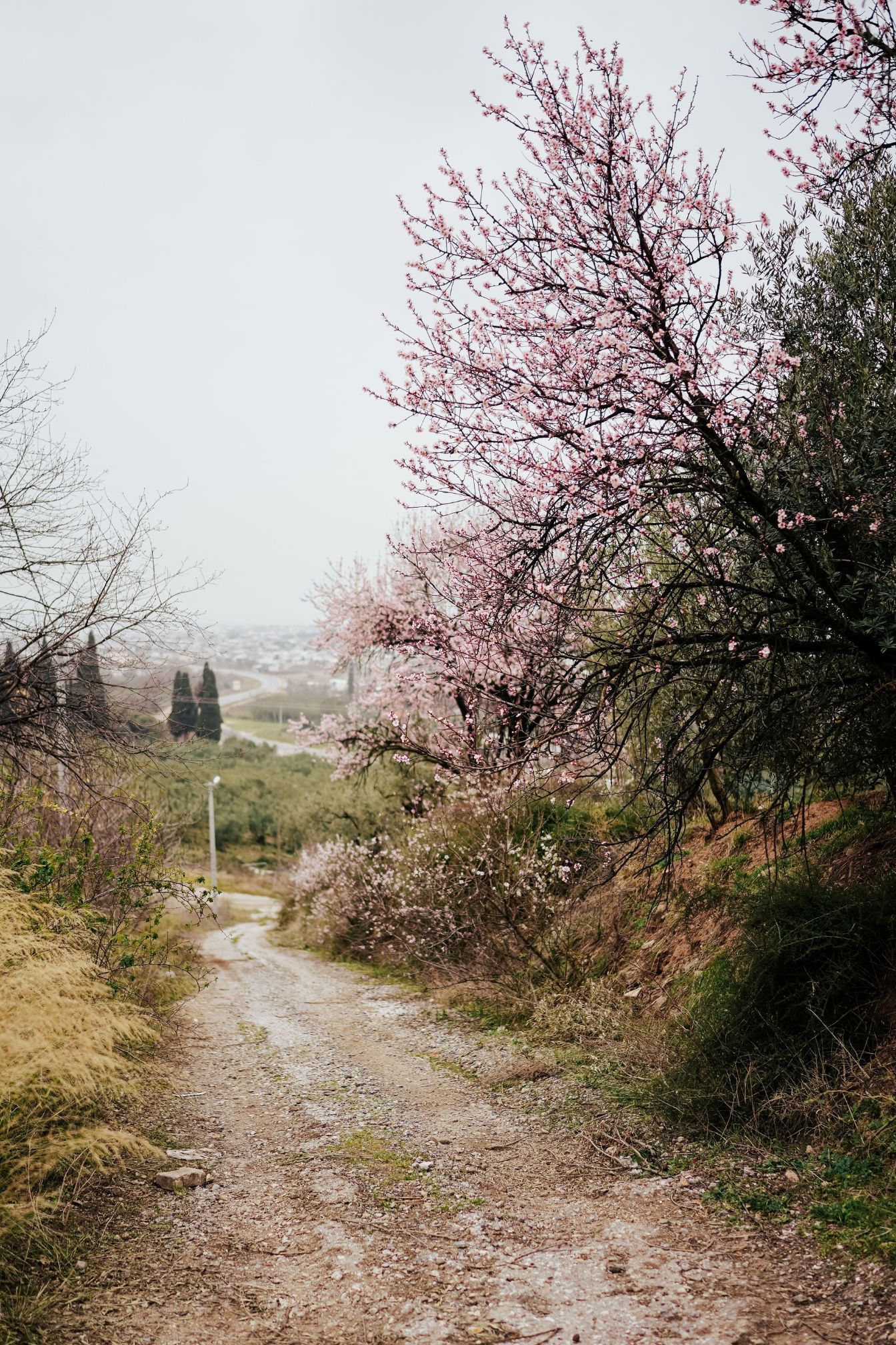 Brush-Clearing