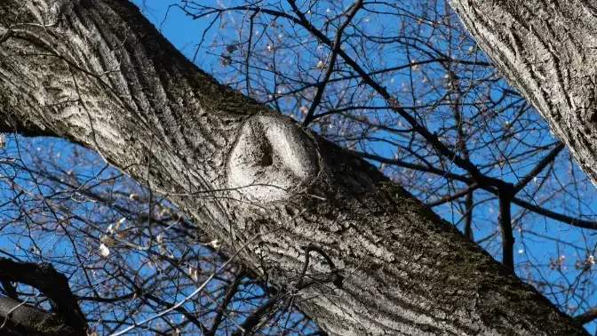 Collar Healed around Cut Branch, Pruning Fruit Trees For Better Fruit Production, Sound Tree Care LLC , Seatac, Seattle WA