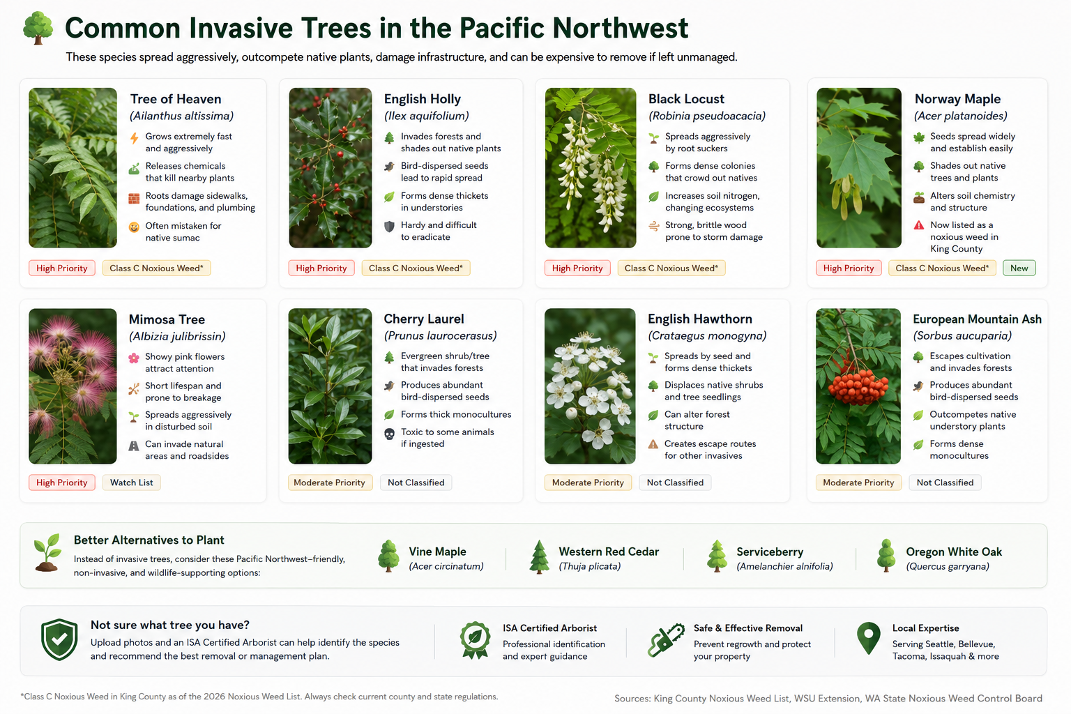 Invasive trees graphic