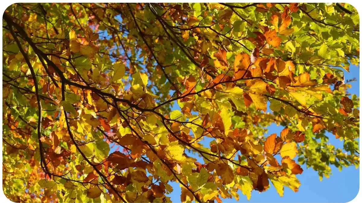 early onset leaf drop