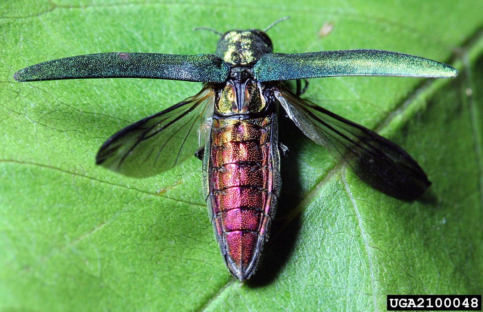 Emerald Ash Borer adult beetle and ash tree damage