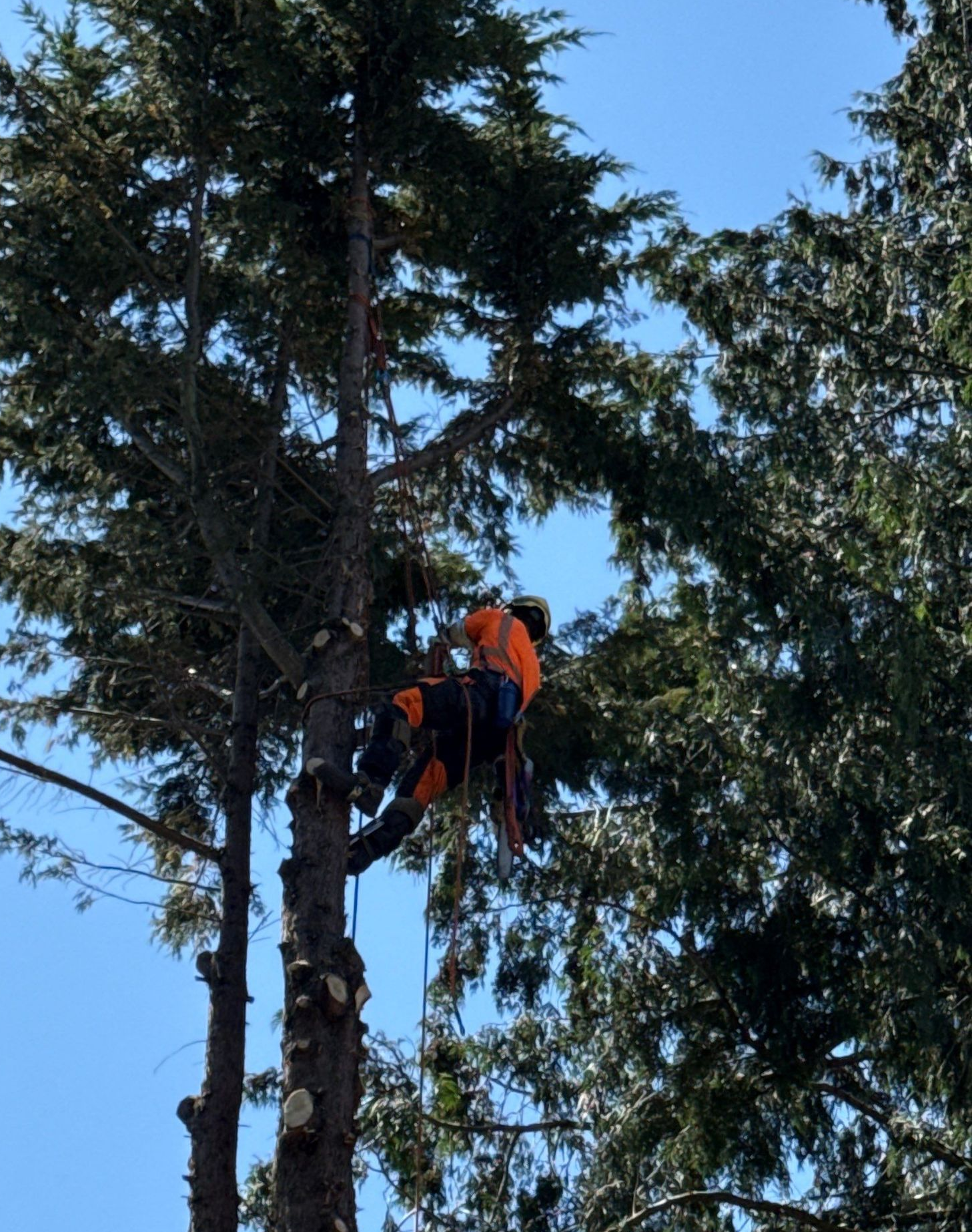 Arborist performing controlled tree removal during a documented Kent, WA project