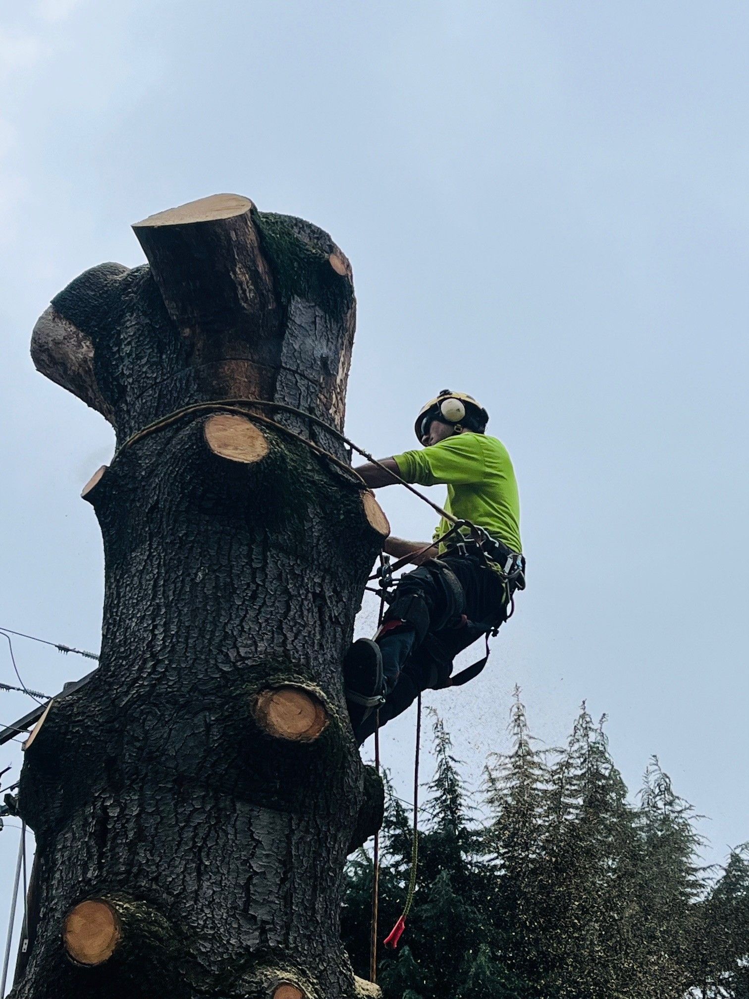Zachary McCurry ISA Certified Arborist performing technical tree removal