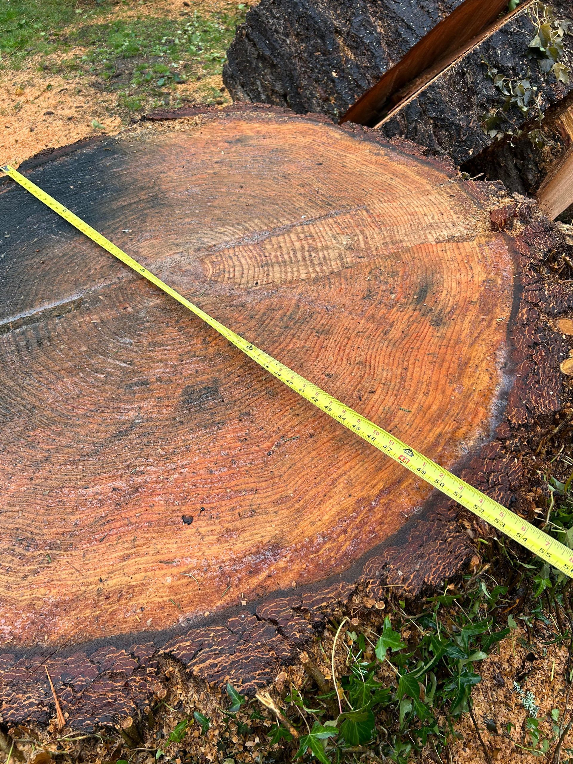Measured tree stump diameter with tape measure for stump grinding cost estimate in Seattle WA