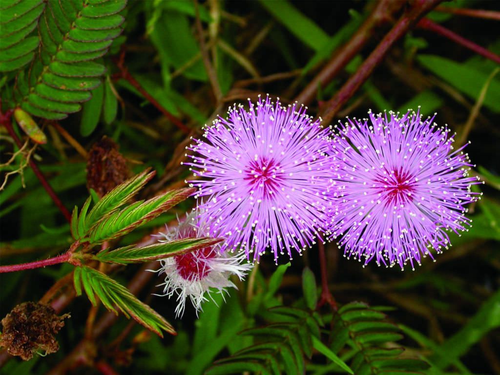 Fern-like compound leaves of a Mimosa tree (Albizia julibrissin)