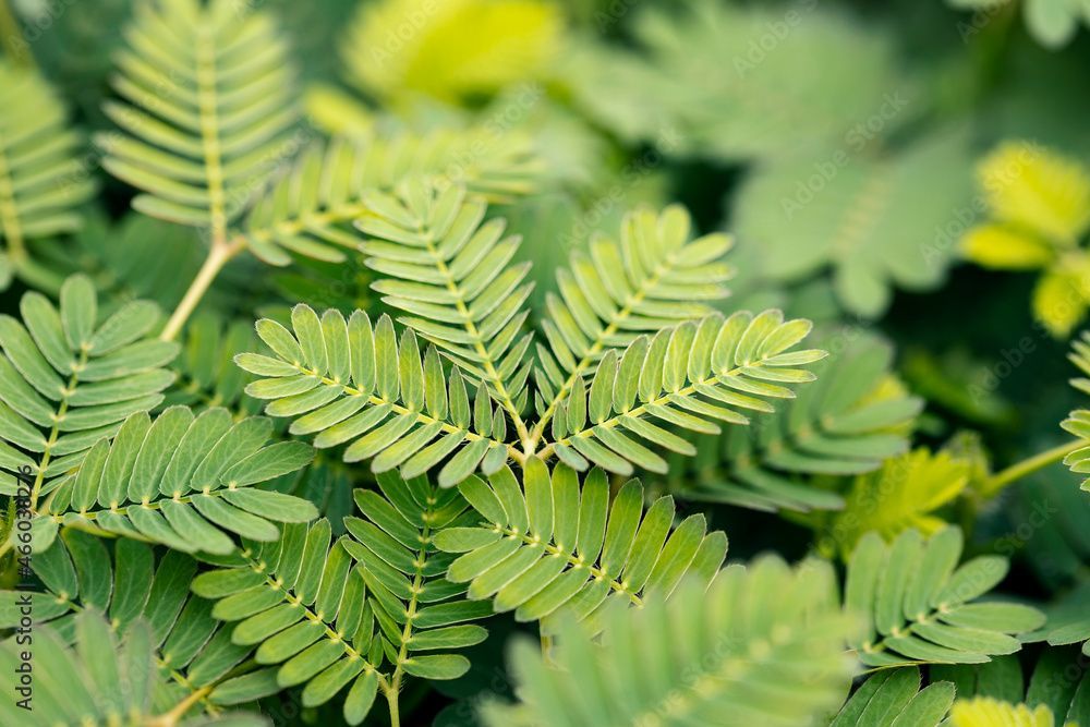 Fern-like compound leaves of a Mimosa tree (Albizia julibrissin)