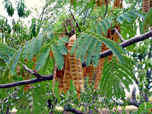 Fern-like compound leaves of a Mimosa tree (Albizia julibrissin)