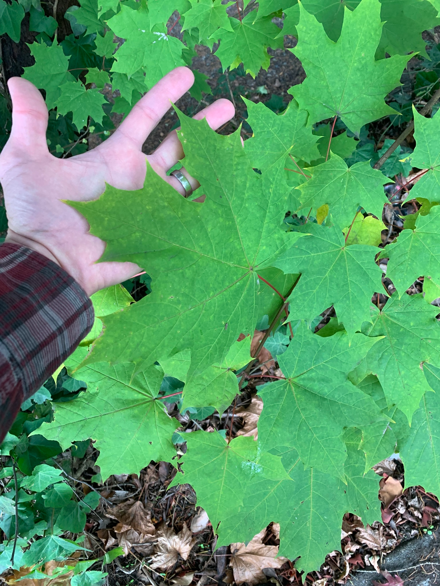 Norway Maple leaves used for identification