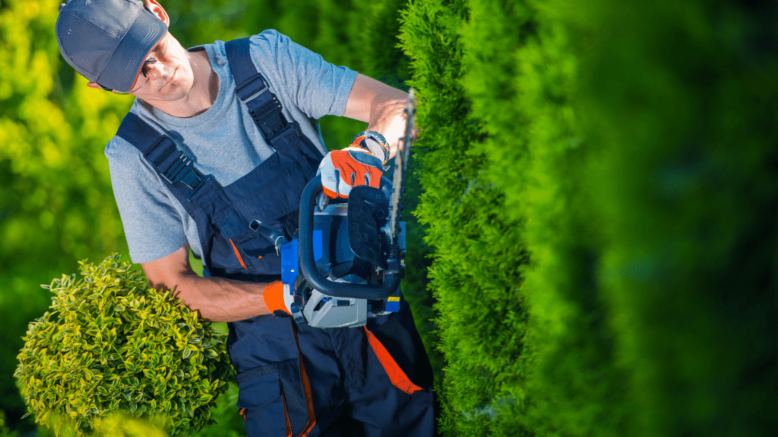 hadge trimming arbovita