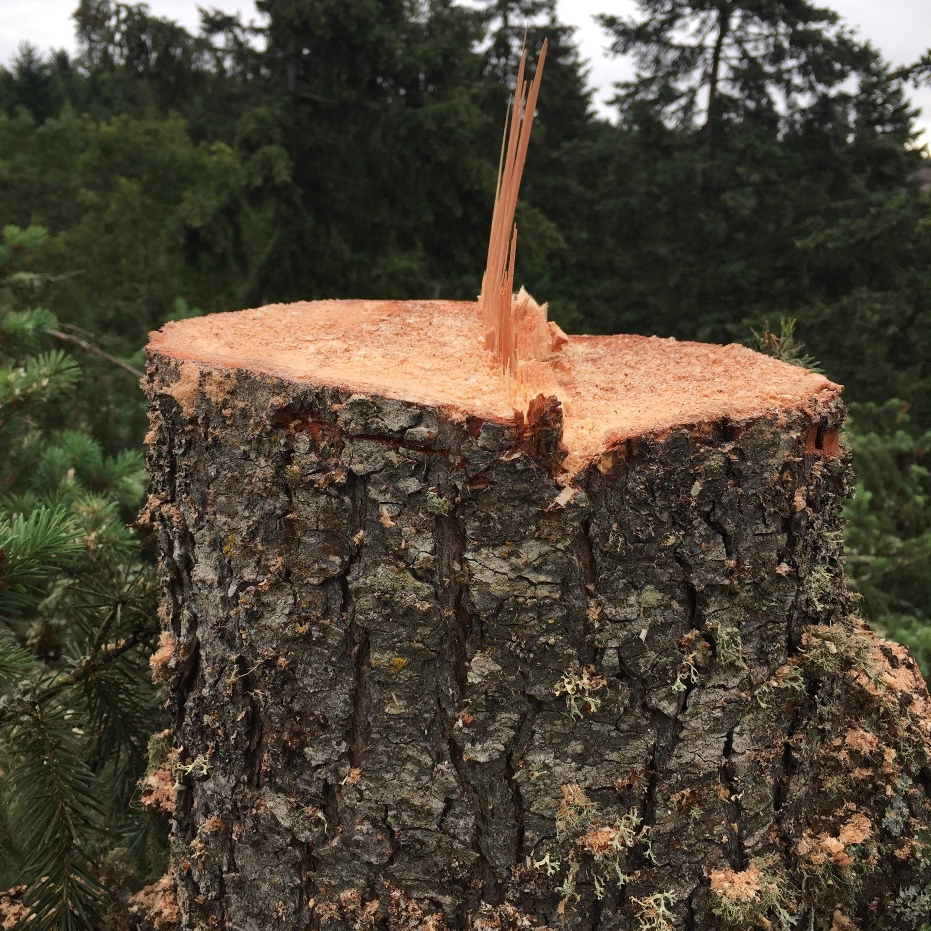 Freshly cut tree stump with a splintered center against a wooded background