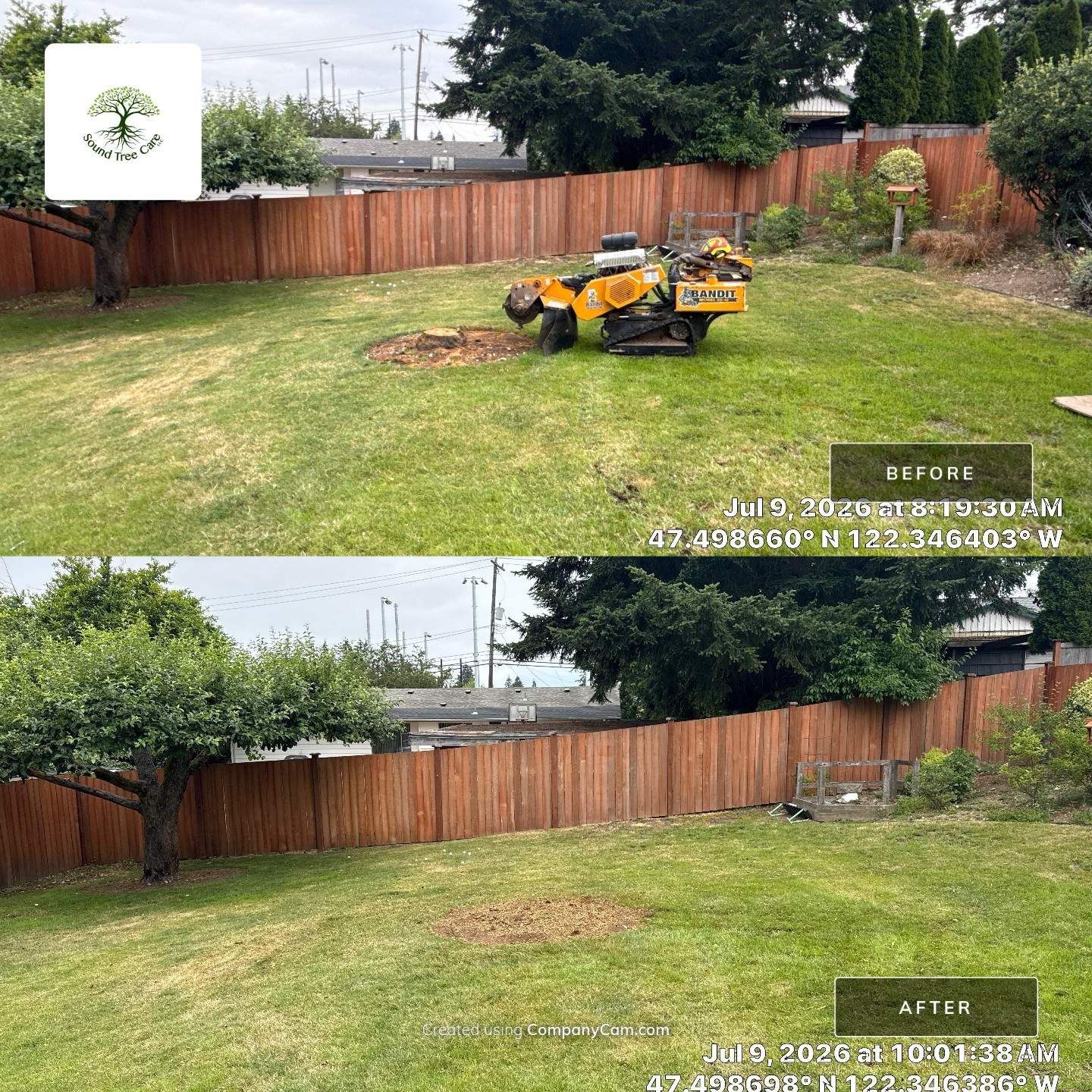 Before and after of stump grinding in a Seattle backyard showing complete tree stump removal and restored lawn surface.