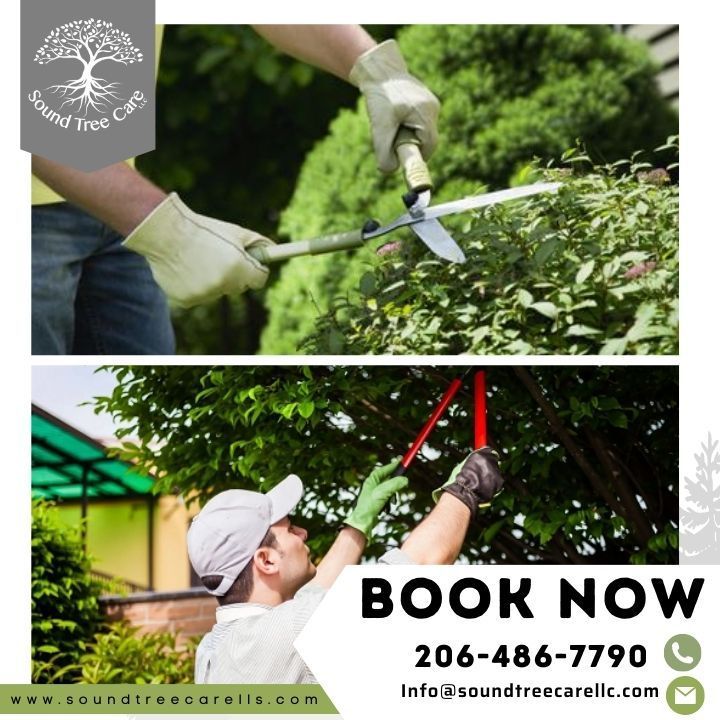a man is cutting a tree with a pair of scissors