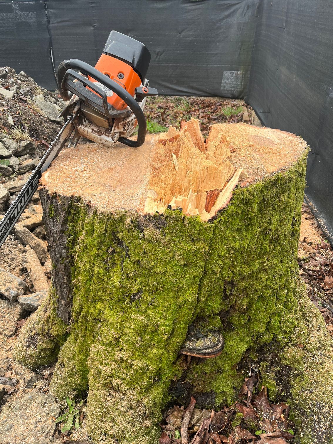 Sammamish, WA tree pruning