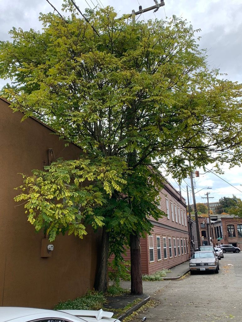 Tree of Heaven leaves used for identification
