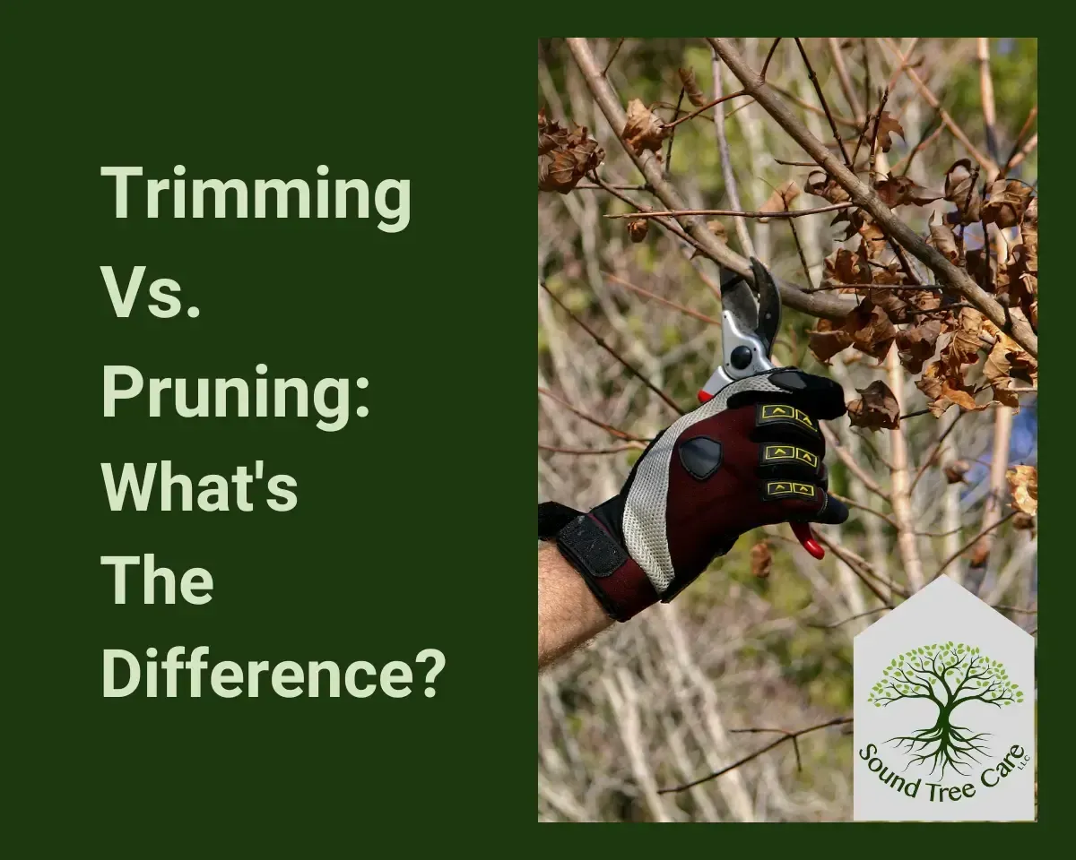 tree trimming vs pruning, Sound Tree Care
