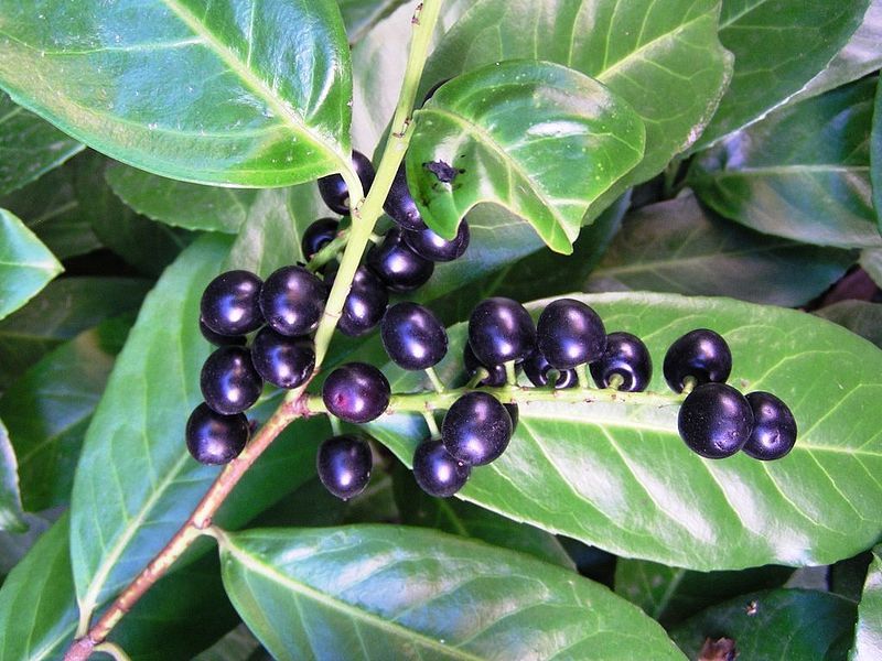 Cherry Laurel evergreen leaves and berries used for identification