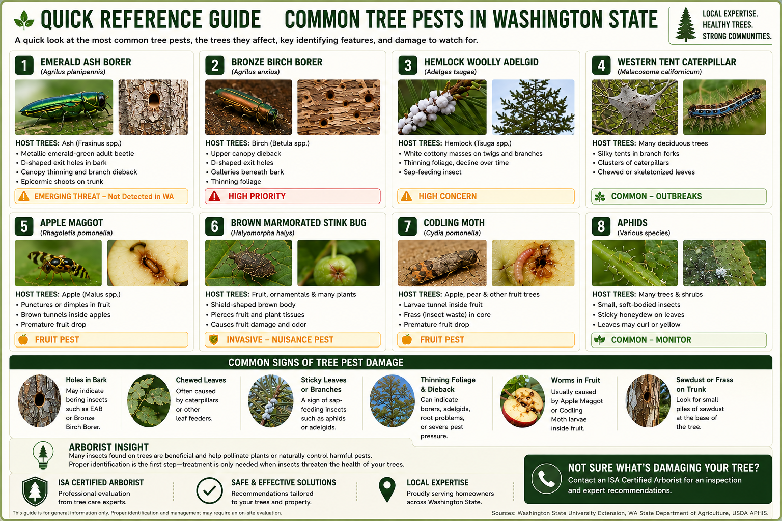 Wa Tree Pests Guide
