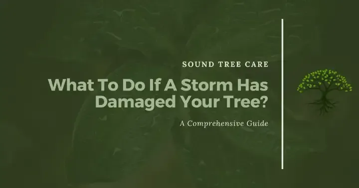 Sound tree storm damage graphic